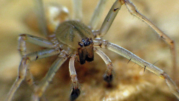 Extermination d'Araignées