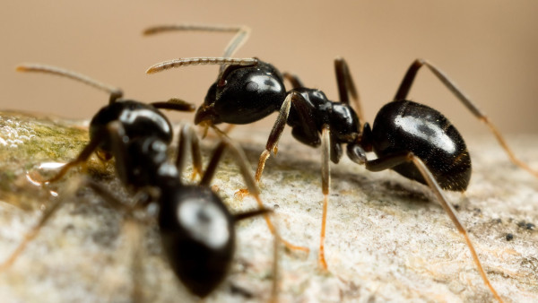 Extermination de Fourmis