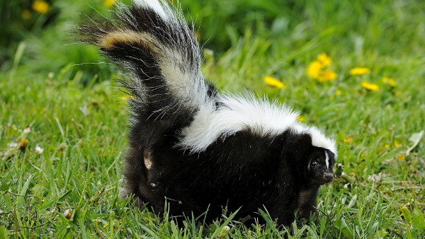 Capture de Mouffettes