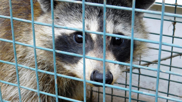 Capture de Ratons laveurs